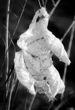 beech leaf ghost

